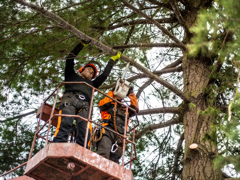 Tree Work