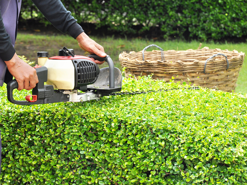 Gardener trimming hedge with trimmer machine in the garden