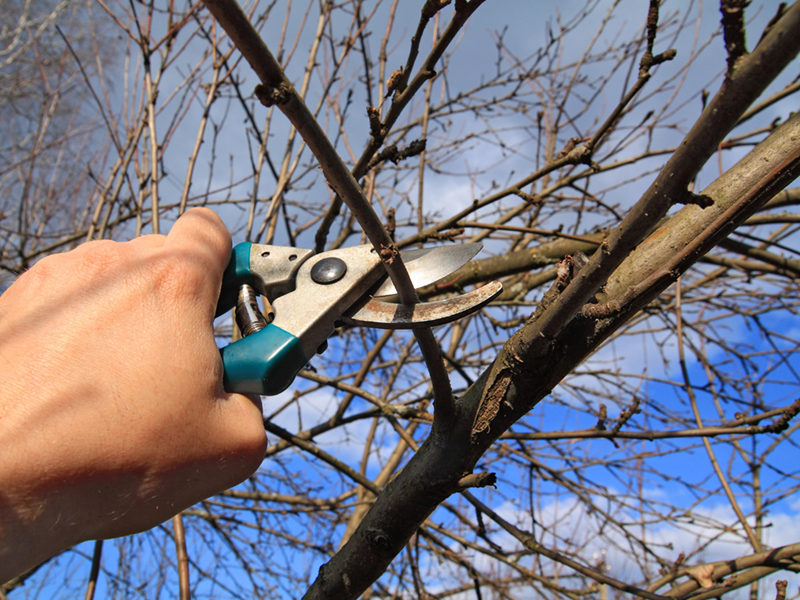 Seasonal Pruning