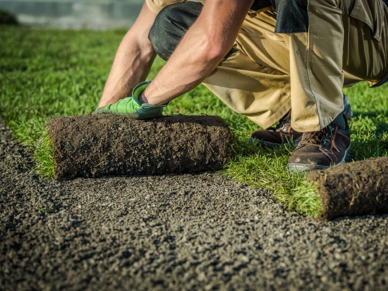 Grass Turf Patching - Web